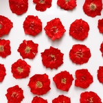 【20枚】薔薇の押し花 