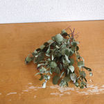 ドライフラワー　ユーカリ　ミニ丈　１０本　花材　材料