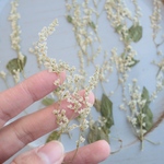 押し花ソバ花10本