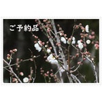 kos*さまご予約品/リバティ通園バッグ