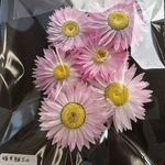 送料無料！姫貝細工のドライフラワー☆ピンク