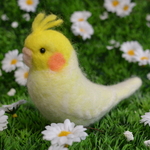 オカメインコさん(クリームなルチノー)
