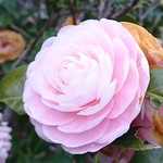 送料込・rin***84様専用ページ