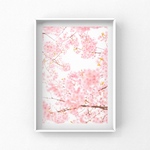 写真のある豊かな暮らし【ハートの桜】　ポストカード