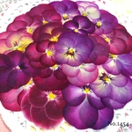 ♡new♡作家様必見♡ ♡赤花処理済み♡ ♡人気のビオラ♡押し花セット