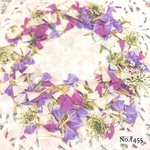 ♡new♡  ♡可愛いスターチスとレースフラワーの押し花セット♡