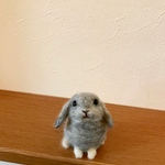 ホーランドロップうさぎグレー
