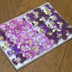 お花屋さんが作った桜ピンクのビオラと赤トンボのお詰め合わせ
