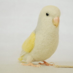 コザクラインコ　レセッシブパイトアクア　1508292