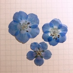 極美品！ネモフィラ押し花