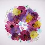 ⁺˚*•̩̩͙✩　Ange selection　Viola　6　✩•̩̩͙*˚⁺　　　着色ビオラ　押し花素材
