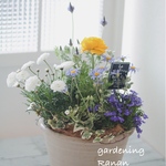 お花でほっこり🌼ꫛꫀꪝ✧‧˚ラナンキュラス＆ラベンダー春の寄せ植え