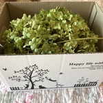 アナベル紫陽花ねこbox❣️