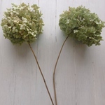 紫陽花枝付き2本アンティークなお色味