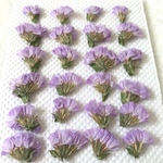 スターチス  薄紫　押し花