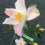 【送料込】日本椿♡久留米椿♡可愛い♡ぼかしピンク♡花付♡夢のふるさと♡鉢ごと発送
