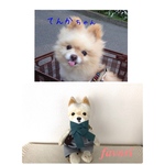 【オーダーメイド】うちの子♥犬人形  ぬいぐるみ