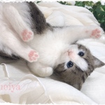 muraさまリクエスト品☆可愛い子猫☆ころりんキジ白