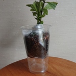 らくらく琉球藍挿し木セット(3本)