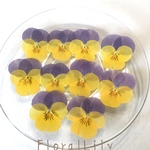 国産イエローパープルビオラの押し花 サイズアソート