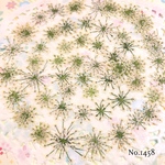 ♡new♡作家様必見♡ ♡レースフラワー 押し花♡