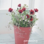 お花でほっこり🌸ꫛꫀꪝ✧‧˚オステオスペルマムの寄せ植え