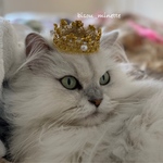 ねこ様ゴールド冠パール⭐ 選べるあご紐付き被りもの⭐︎