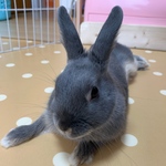 あや様専用　