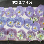 押し花　素材　花いろいろ(ビオラ) (１７枚) 　６０２