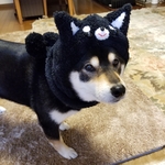 優ちゃん専用　柴犬に変身帽子　飼い主さんとお揃いスヌードあり
