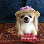 麦わら帽子のペキニーズ👒