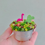 多肉植物　ちまちま寄せ植え
