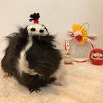 (再販)モルモット・小動物用の帽子(ちょんまげ)
