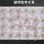押し花　素材　花いろいろ(啓翁桜) (２４枚)　６１２