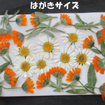 押し花　素材　花いろいろ (２３枚)　６１４