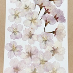 押し花（早咲き桜）　ｙ0312