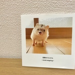 【窓際のうにさん】フォトブック　ホワイトver.