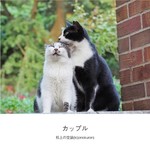 街ねこ 写真集「カップル」