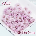 #A47かすみ草_淡ピンク