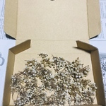 【ドライ】ライスフラワー  白 ヘッド 3㎝ 30個
