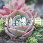 pides様専用