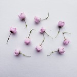 ボロニアヘテロフィラ 薄ピンクのドライフラワー 