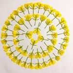 菜の花 40枚 ♡ 押し花 素材