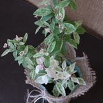 斑入り♡コデマリ♡ピンクアイス♡桜デマリ♡麻巻き♡母の日♡