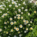 お客様専用です。pinouta様