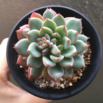 「グスト」多肉植物 エケベリア