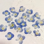 オオイヌノフグリ 青い花 小さい花 ドライフラワー 小花 素材30個  ハーバリウム　レジン封入