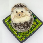 羊毛フェルト ハリネズミ 子どもサイズ アボカド