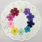  1個のみ販売❣️NO.429  バーベナ  カラフルミックス／押し花素材