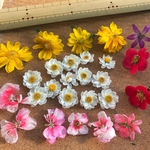 （193）ドライフラワー　花かんざし・福寿草など